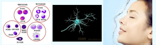 化妝品,體外評價方法,化妝品功效,舒緩功效,皮膚屏障,炎癥反應