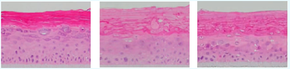 化妝品,體外評價方法,化妝品功效,舒緩功效,皮膚屏障,炎癥反應