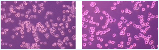 化妝品,體外評價方法,化妝品功效,舒緩功效,皮膚屏障,炎癥反應
