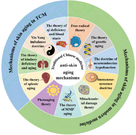 皮膚衰老,中藥,新陳代謝,調節內分泌,皮膚皺紋,抗氧化