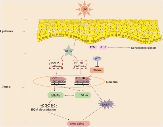 新型皮膚,芯片,化妝品安全,功效評價