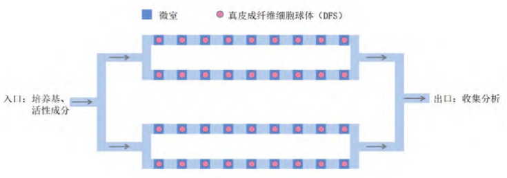 新型皮膚,芯片,化妝品安全,功效評價