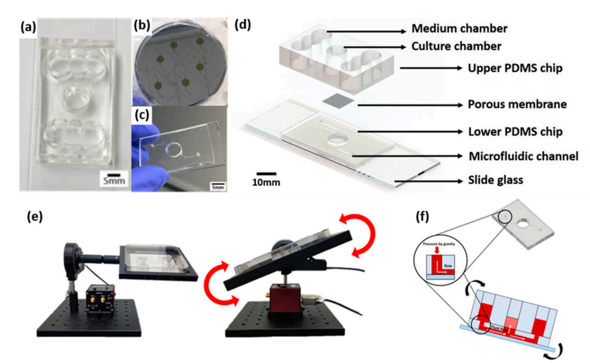 新型皮膚,芯片,化妝品安全,功效評價