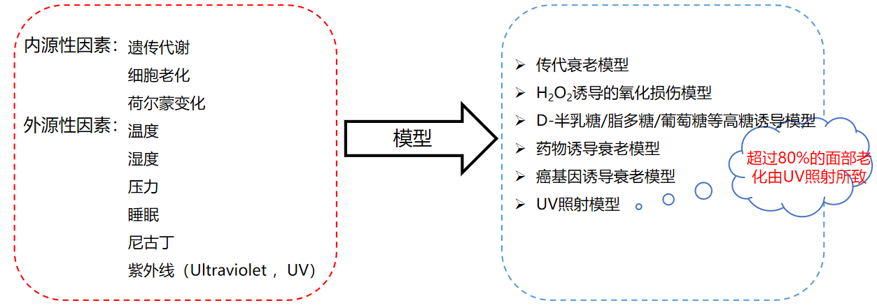 皮膚,抗衰,細胞,功效評估,去皺,抗初老,緊致