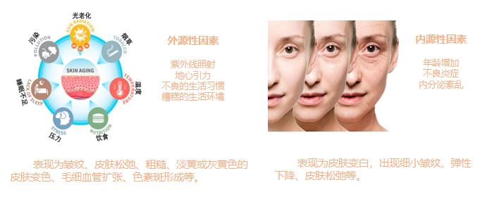 皮膚,抗衰,細胞,功效評估,去皺,抗初老,緊致