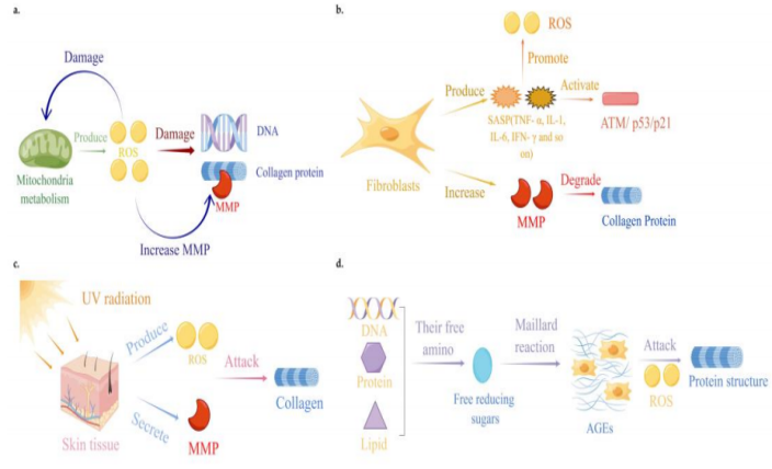 皮膚,抗衰,細胞,功效評估,去皺,抗初老,緊致
