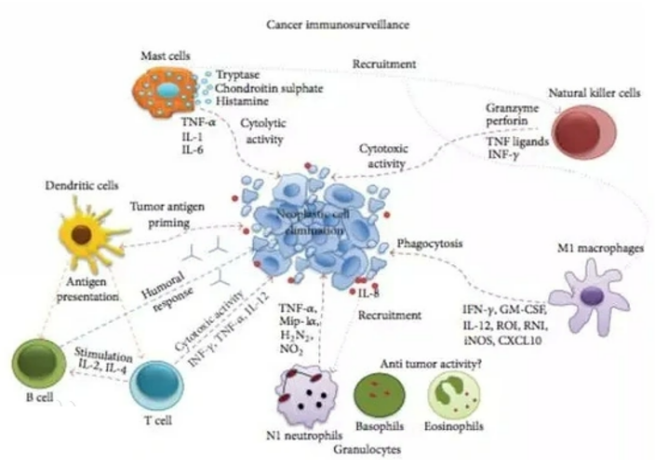 皮膚,抗衰,細胞,功效評估,去皺,抗初老,緊致