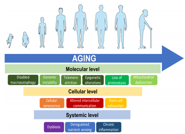 體外細胞培養,模型,化妝品抗衰,功效評價