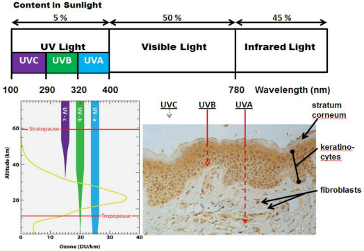 體外細胞培養,模型,化妝品抗衰,功效評價