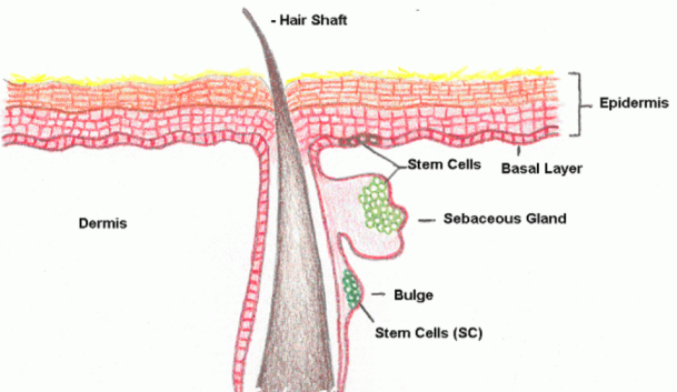 體外細胞培養,模型,化妝品抗衰,功效評價
