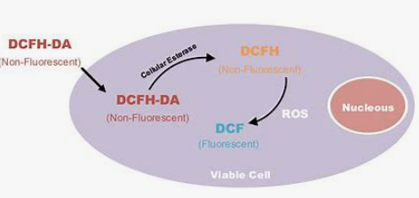 化妝品,抗氧化,抗衰,氧化還原反應,皮膚,ROS