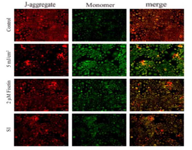 體外細胞培養,模型,化妝品抗衰,功效評價