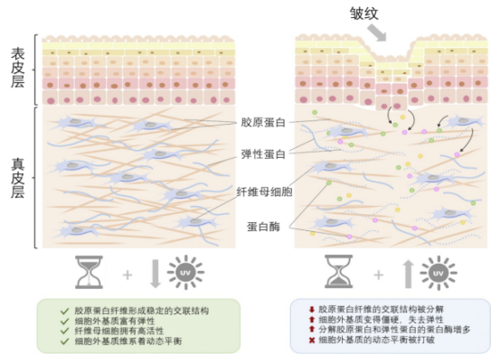 化妝,抗皺,活性物質,皺紋,玻尿酸,視黃醇
