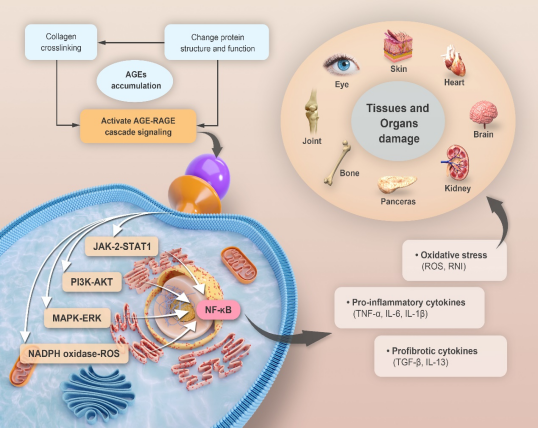 肌膚,化妝品,抗糖化,功效,評估
