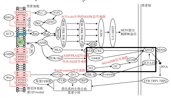 美白,功效原料,信號通路,黑素轉移,百里香醌