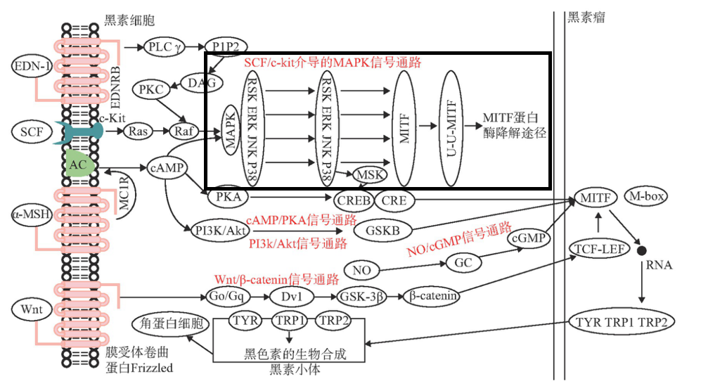 美白,功效原料,信號通路,黑素轉移,百里香醌
