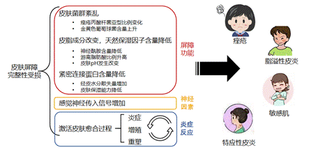 敏感肌,護(hù)理類產(chǎn)品,保濕,修護(hù),舒緩,功效,體外評(píng)價(jià)