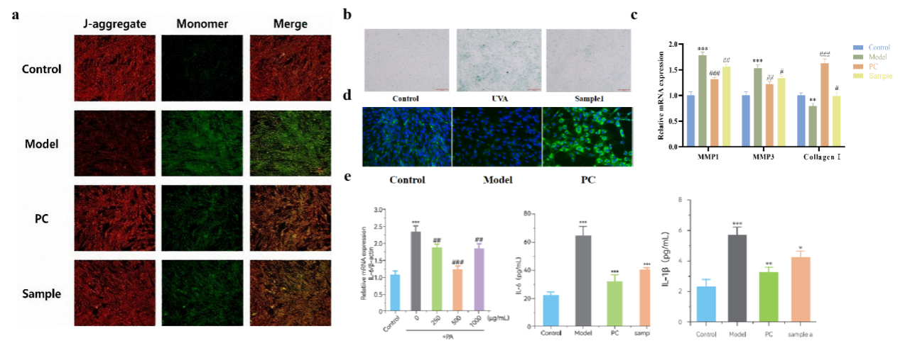 SCI期刊,科新生物,君裕集團,梔子提取物,增強,表皮屏障機制
